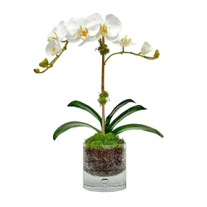Aloha Phalaenopsis Orchid in Glass Bubble Vase Artificial Flowers Spring Refresh