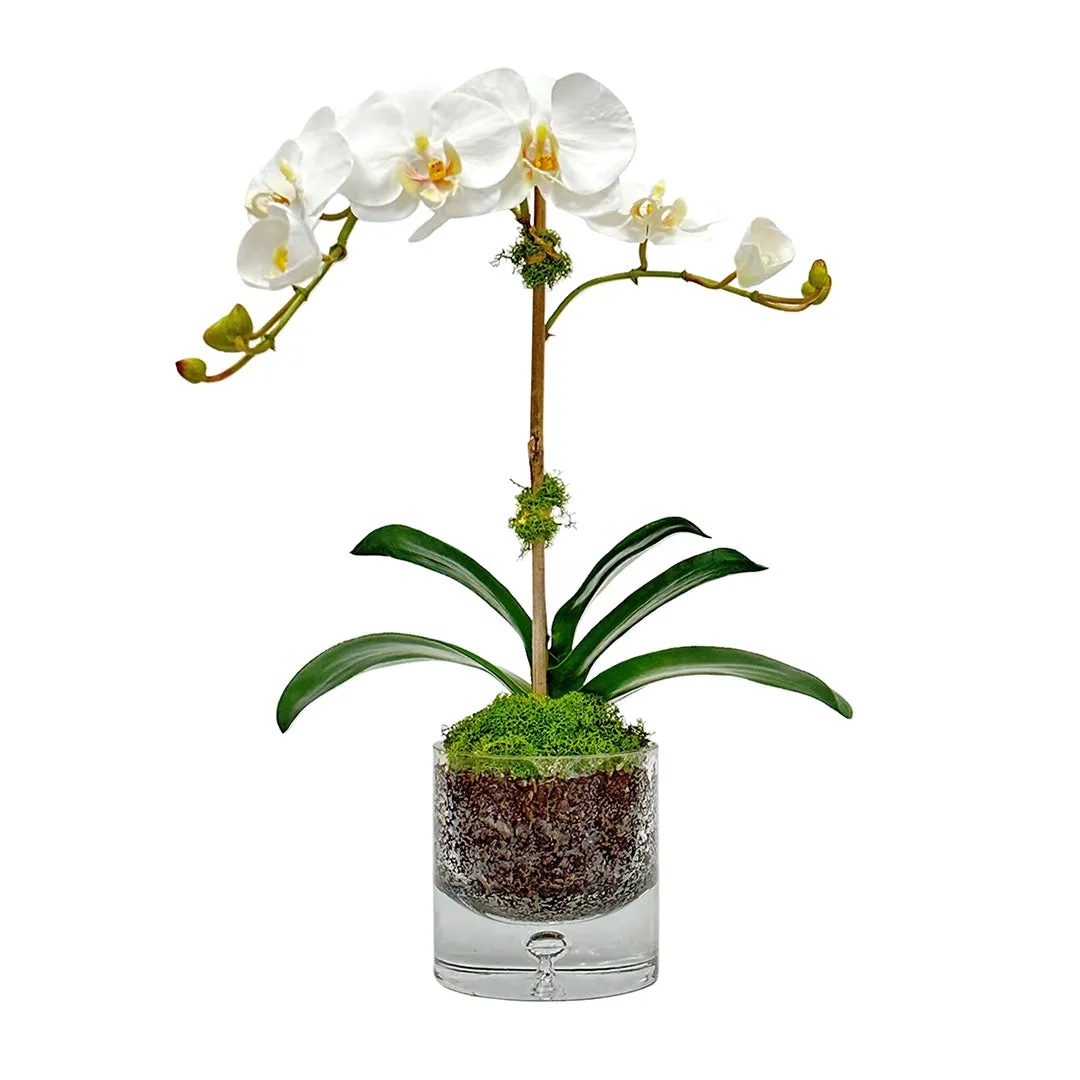 Aloha Phalaenopsis Orchid in Glass Bubble Vase Artificial Flowers Spring Refresh