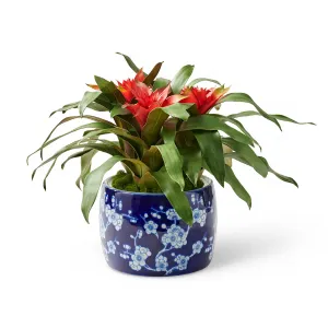 Biscayne Bromeliad in Cachepot Artificial Flowers Spring Refresh