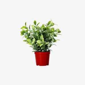 Decorative artificial plant Home Decor clearance sale