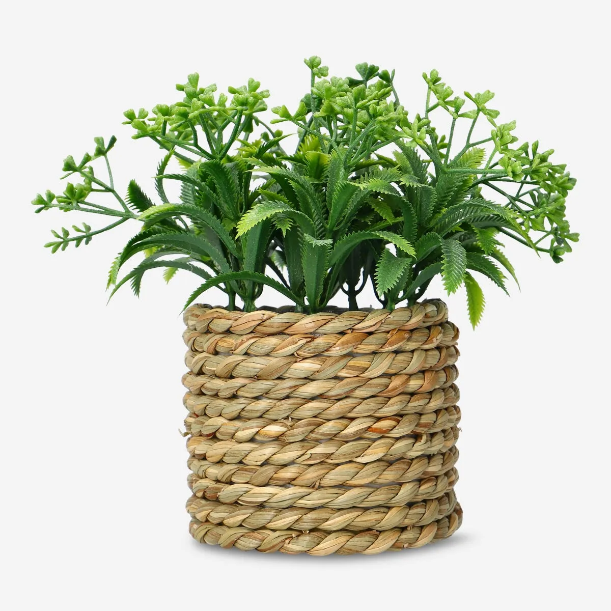 Decorative plant