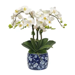 Jacqueline Phalaenopsis Orchids Artificial Flowers Spring Refresh