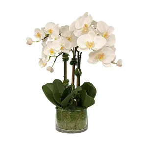 Pacifico Phalaenopsis Orchids with Moss Artificial Flowers Spring Refresh